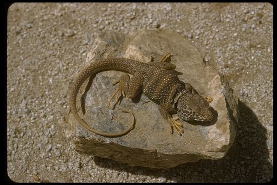 Image of Eastern Collared Lizard