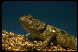 Image of Desert Spiny Lizard