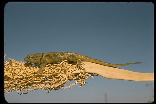 Image of Desert Spiny Lizard