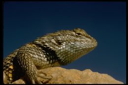 Image of Desert Spiny Lizard