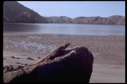 Image of Common Chuckwalla