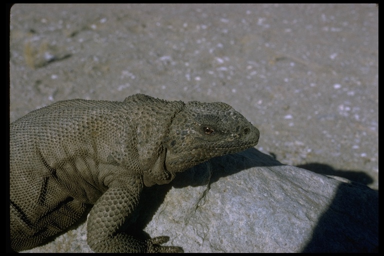 Image of Common Chuckwalla