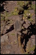 Image of Common Chuckwalla