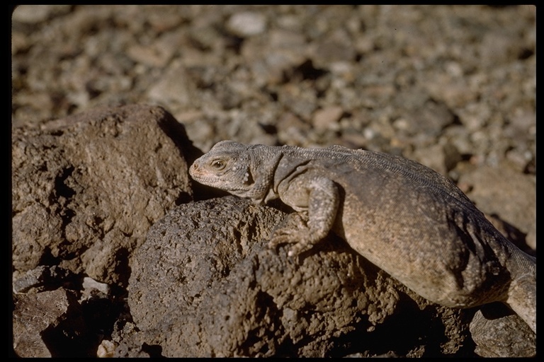 Image of Common Chuckwalla