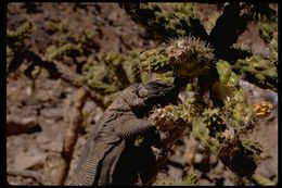 Image of Common Chuckwalla