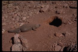 Image of Common Chuckwalla