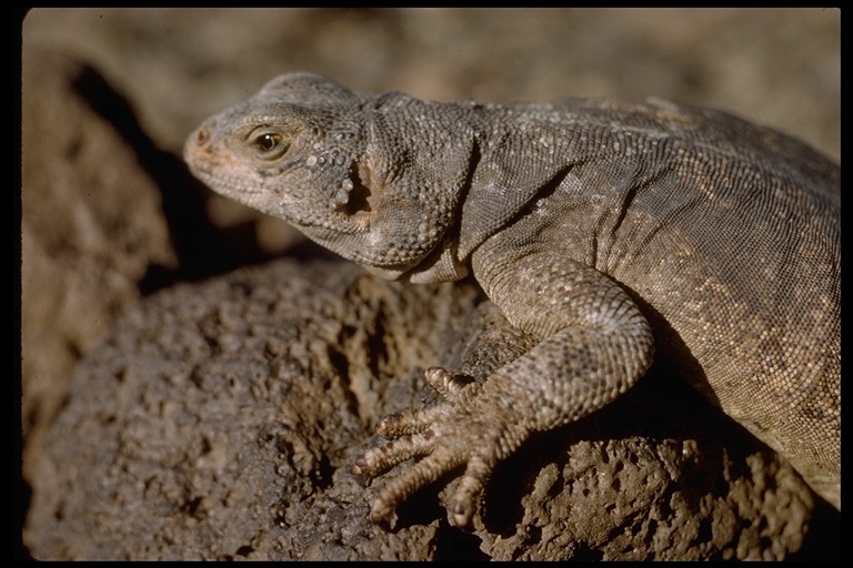 Image of Common Chuckwalla