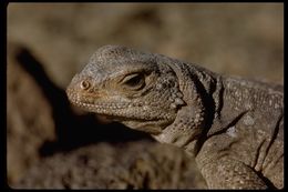 Image of Common Chuckwalla