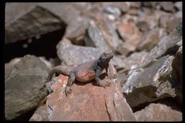 Image of Common Chuckwalla