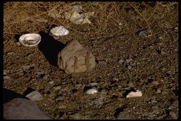 Image of common side-blotched lizard