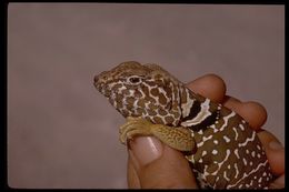 Image de Crotaphytus vestigium Smith & Tanner 1972