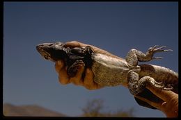 Image of Cape Spinytail Iguana