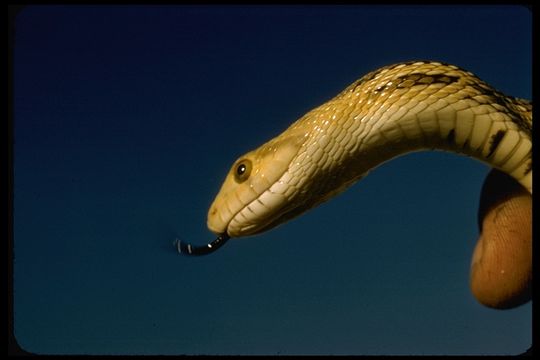 Image of Pine Snake