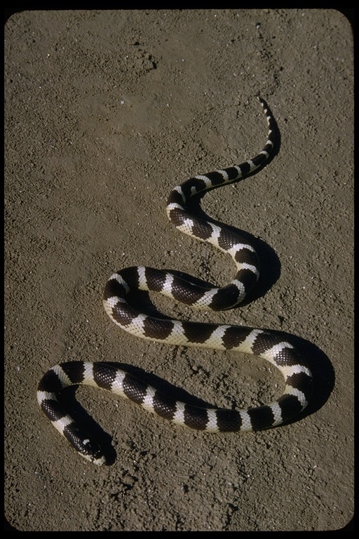 Слика од Lampropeltis getula (Linnaeus 1766)