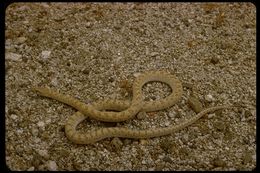 Image of Glossy Snake