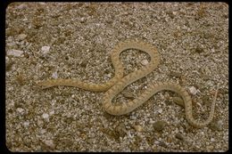 Image of Glossy Snake