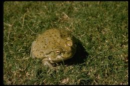 Image of Colorado River Toad Sonoran Desert Toad