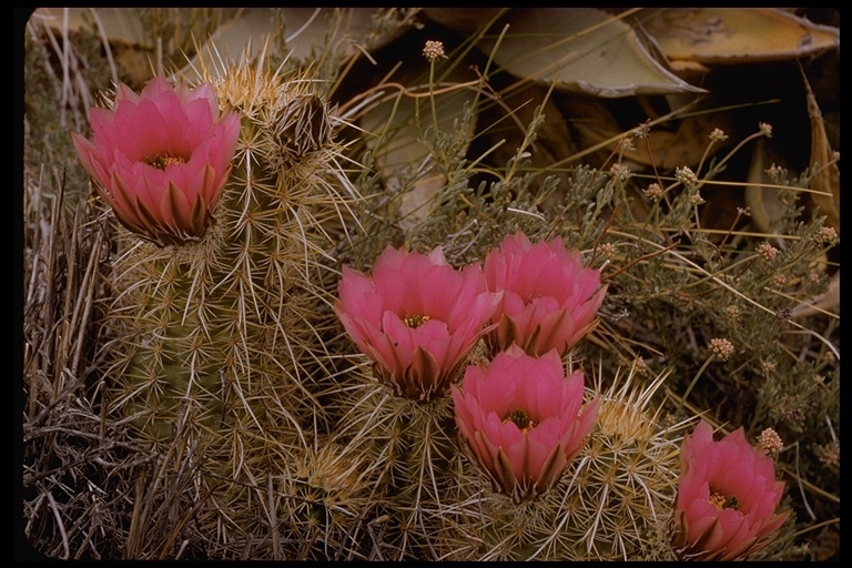 Image de Echinocereus engelmannii (Parry ex Engelm.) Lem.