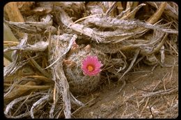 Image of Common Fishhook Cactus