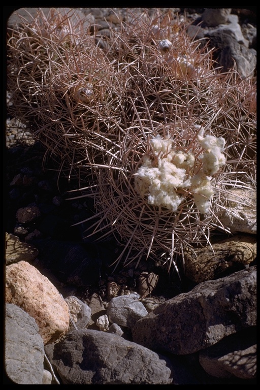 Image of Cotton-top Cactus