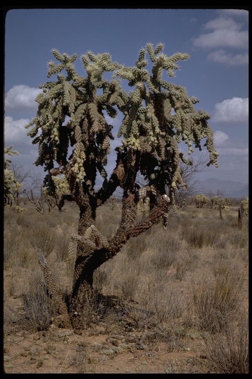 Image of jumping cholla