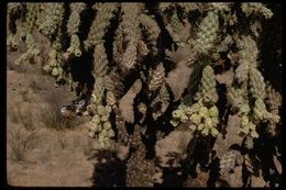 Image of jumping cholla