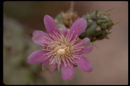 Image of Cylindropuntia cholla (F. A. C. Weber) F. M. Knuth