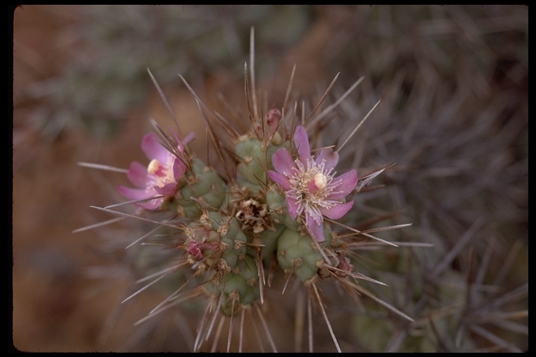 Image of Cylindropuntia cholla (F. A. C. Weber) F. M. Knuth