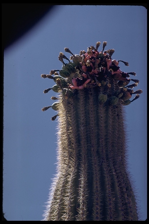 Plancia ëd Carnegiea gigantea (Engelm.) Britton & Rose