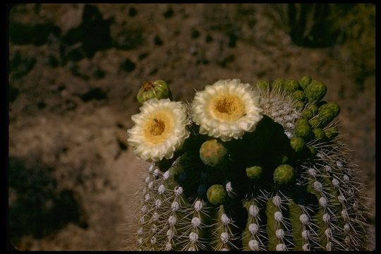 Plancia ëd Carnegiea gigantea (Engelm.) Britton & Rose