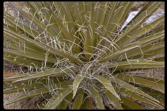 Yucca baccata Torr. resmi