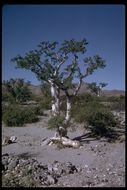 Image of elephant tree