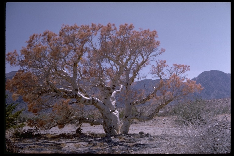 Image of elephant tree