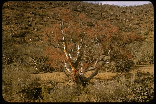 Image of elephant tree