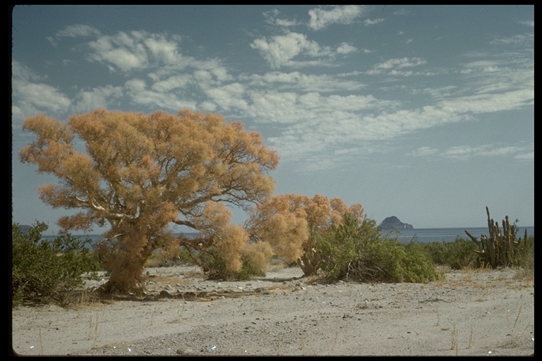 Image of elephant tree