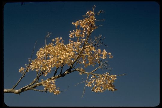 Image of elephant tree