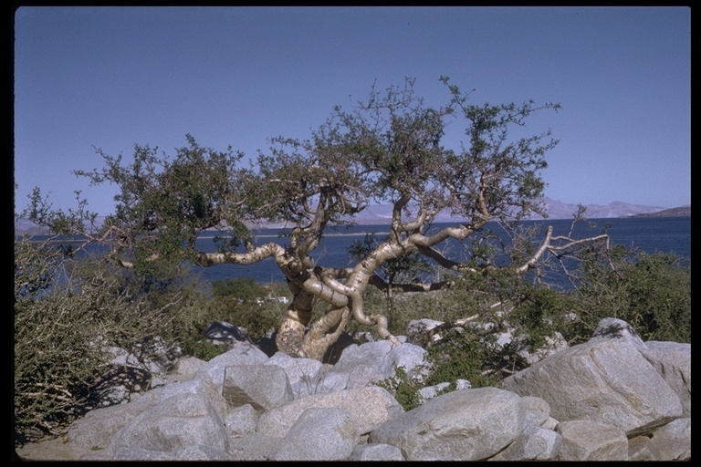 Image de Bursera microphylla A. Gray