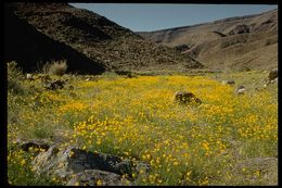 Imagem de Eschscholzia glyptosperma Greene