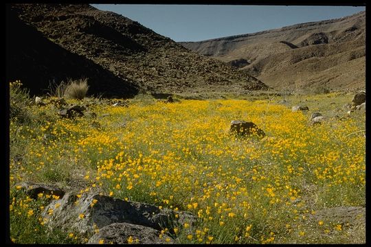 Image of desert poppy