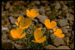 Imagem de Eschscholzia glyptosperma Greene