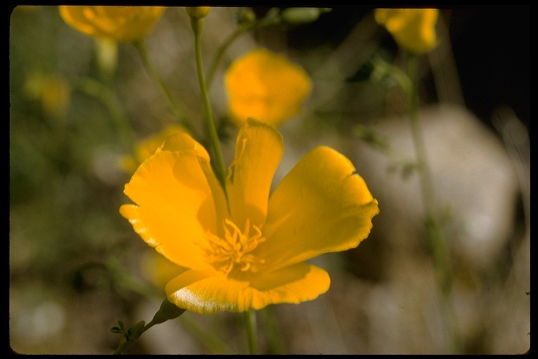 Imagem de Eschscholzia glyptosperma Greene