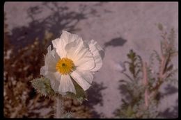 Image of pricklypoppy