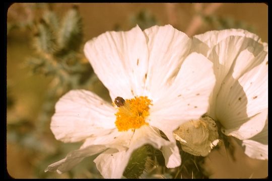 Image of pricklypoppy