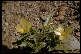 صورة Mentzelia involucrata S. Wats.