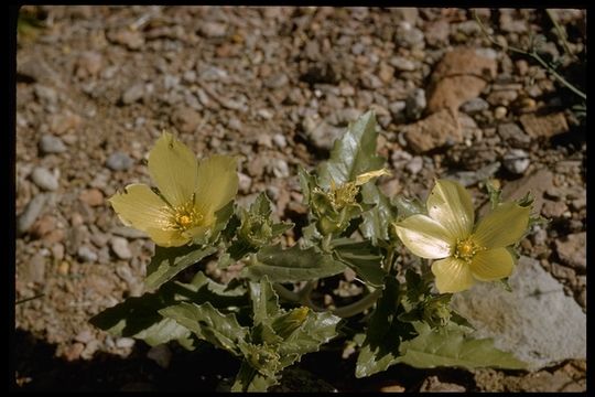 Image of whitebract blazingstar