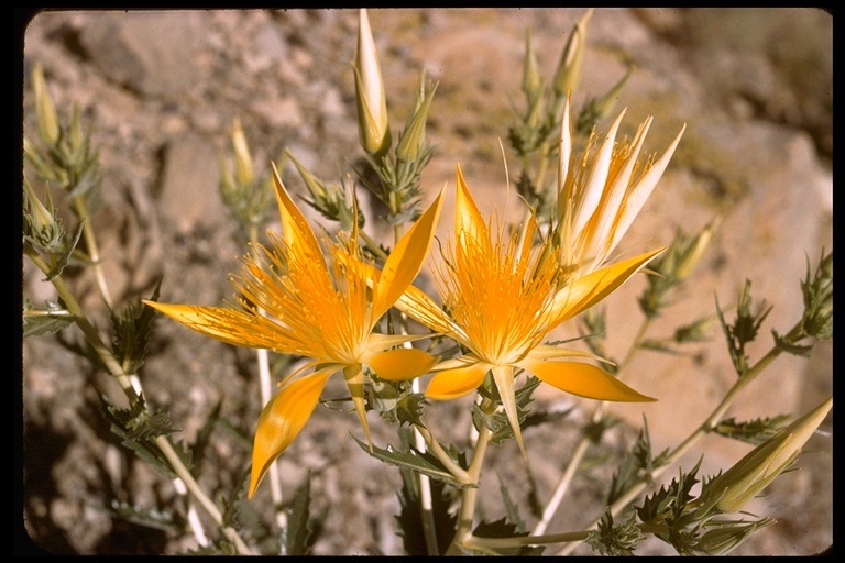 Image of giant blazing star