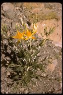 Image of giant blazing star