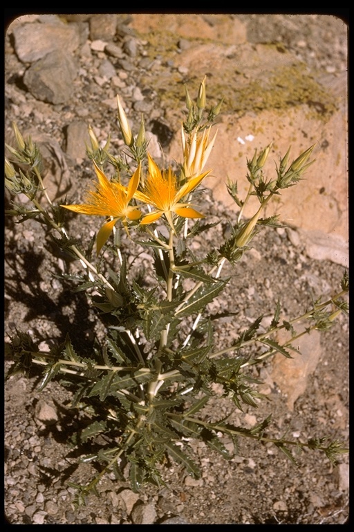 Image of giant blazing star