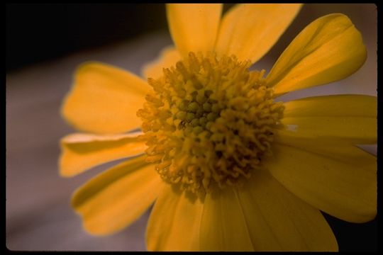 Sivun Encelia kuva