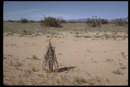 Imagem de Oenothera deltoides Torr. & Frem.